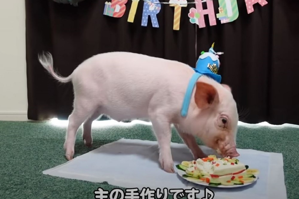 YouTube頻道「100天後吃的豬（100日後に食われる豚）」，透過影片記錄寵物豬的生活點滴。（圖片截自YouTube影片）