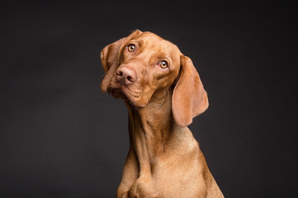 越來越多人飼養狗狗作為寵物，也不忍心見到狗狗成為桌上佳餚。（pixabay）