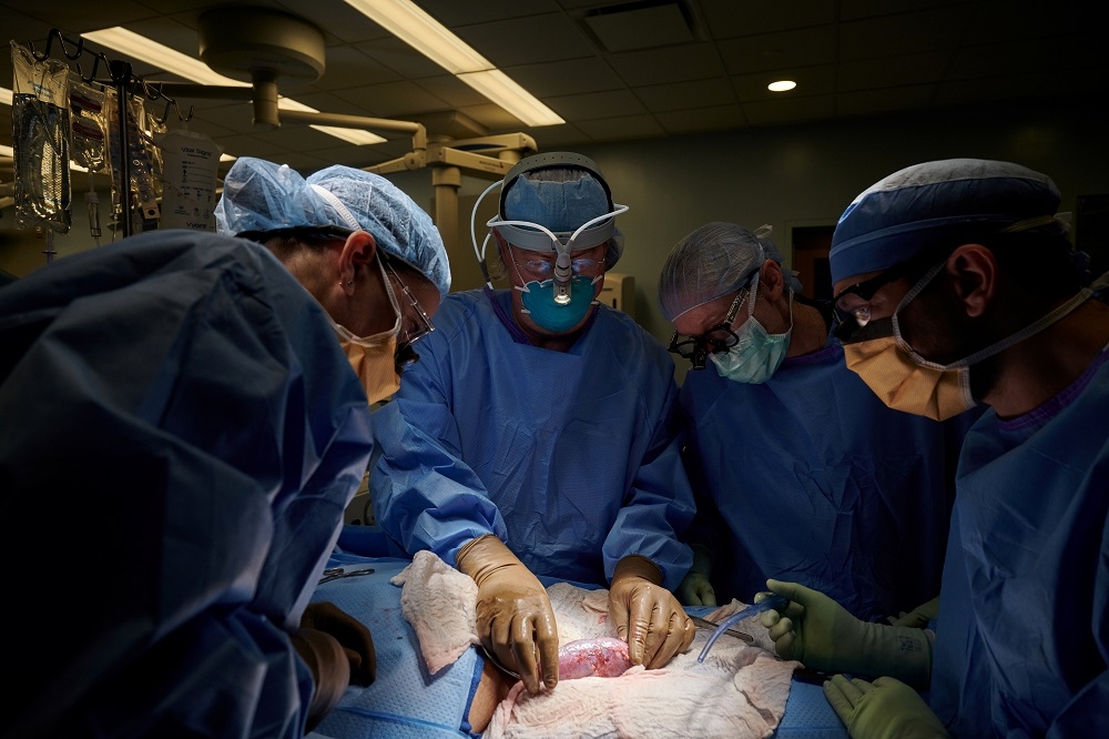 美國紐約大學朗格醫學中心團隊將豬隻腎臟移植人體。（湯森路透）