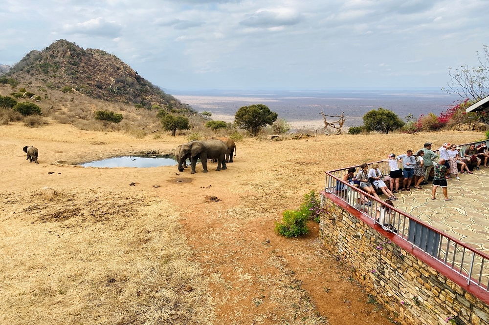 肯亞國家公園的大象。（湯森路透）