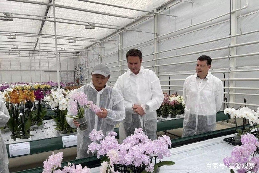 马云在荷兰考察花卉种植技术。（推特截图）(photo:UpMedia)