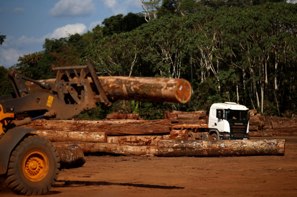 氣候峰會領導人承諾在2030年底前停止林木砍伐。（湯森路透）