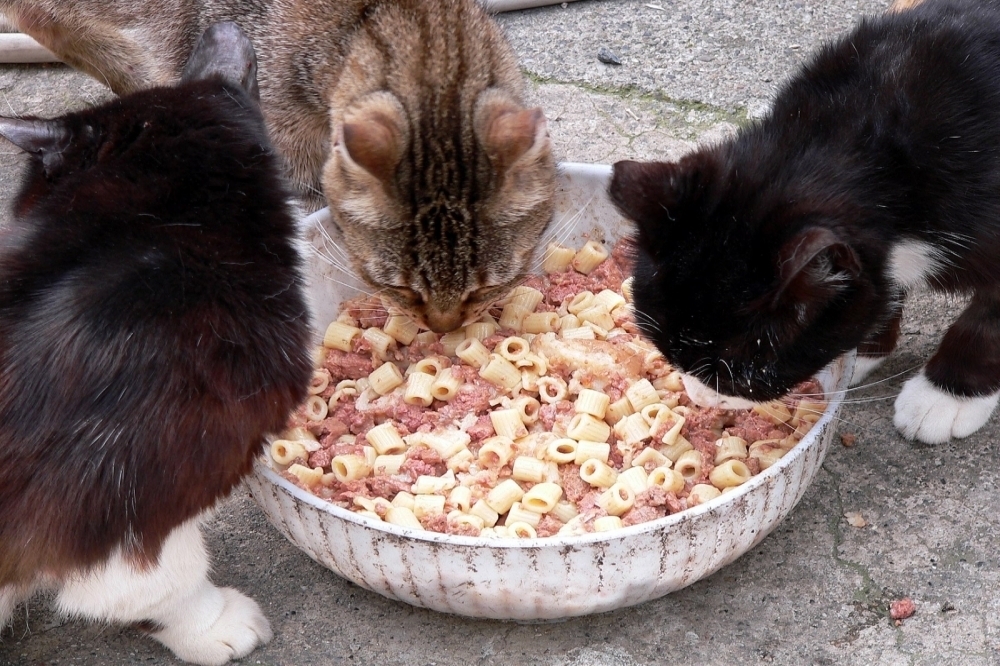 吃義大利麵的貓。示意圖。（CC BY 2.0 Lee Coursey @Flickr）