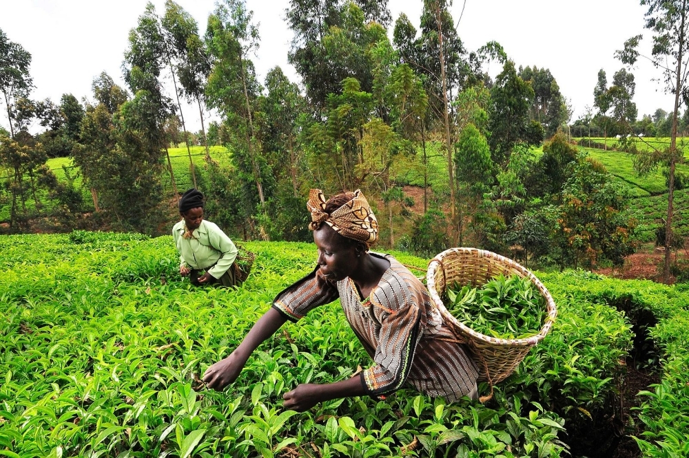 農耕要付出加倍勞力、而收穫無法保證。示意圖。（CC BY-SA 2.0 2DU Kenya16 @Wikimedia Commons ）