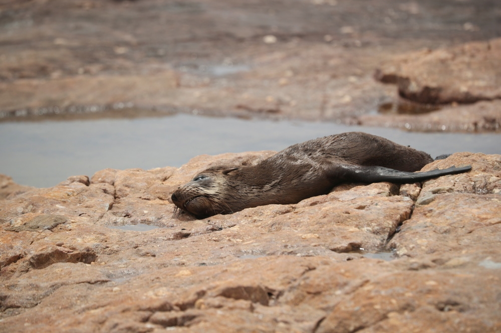 南非西開普省海灘上死亡的海豹屍體。（湯森路透）