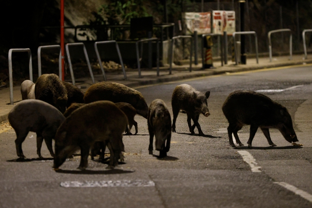 被香港政府用食物誘捕的野豬。（湯森路透）