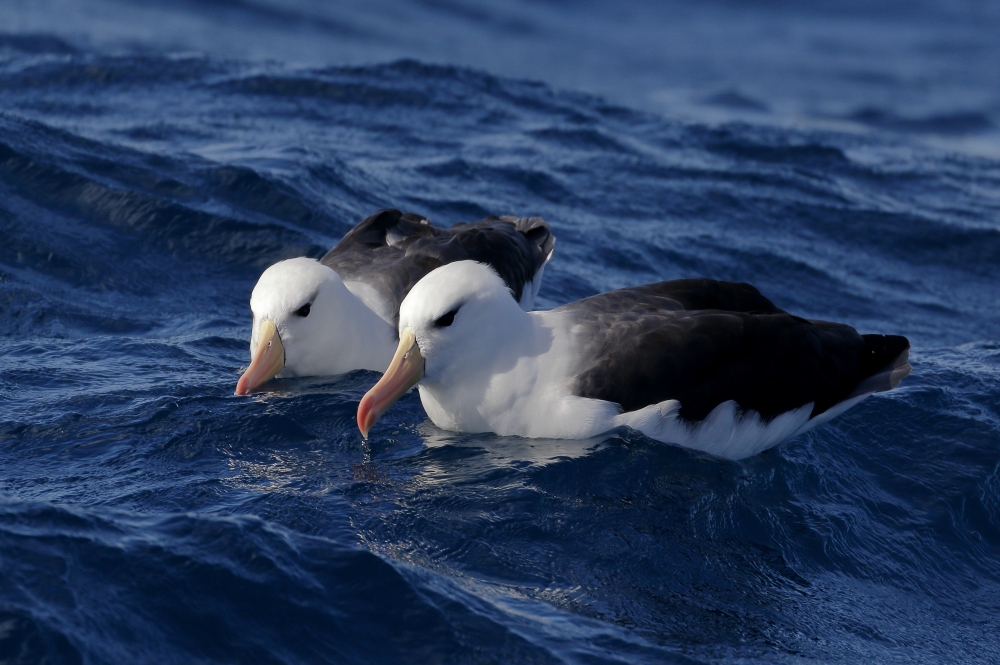 最新研究指出，黑眉信天翁（black-browed albatross）的「離婚率」直接受到環境的影響。（flckr）