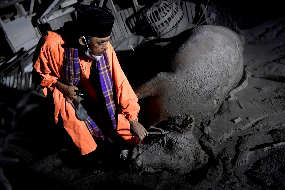 印尼塞梅魯火山噴發，周邊村莊被厚厚火山灰覆蓋，造成家畜死亡。（湯森路透）