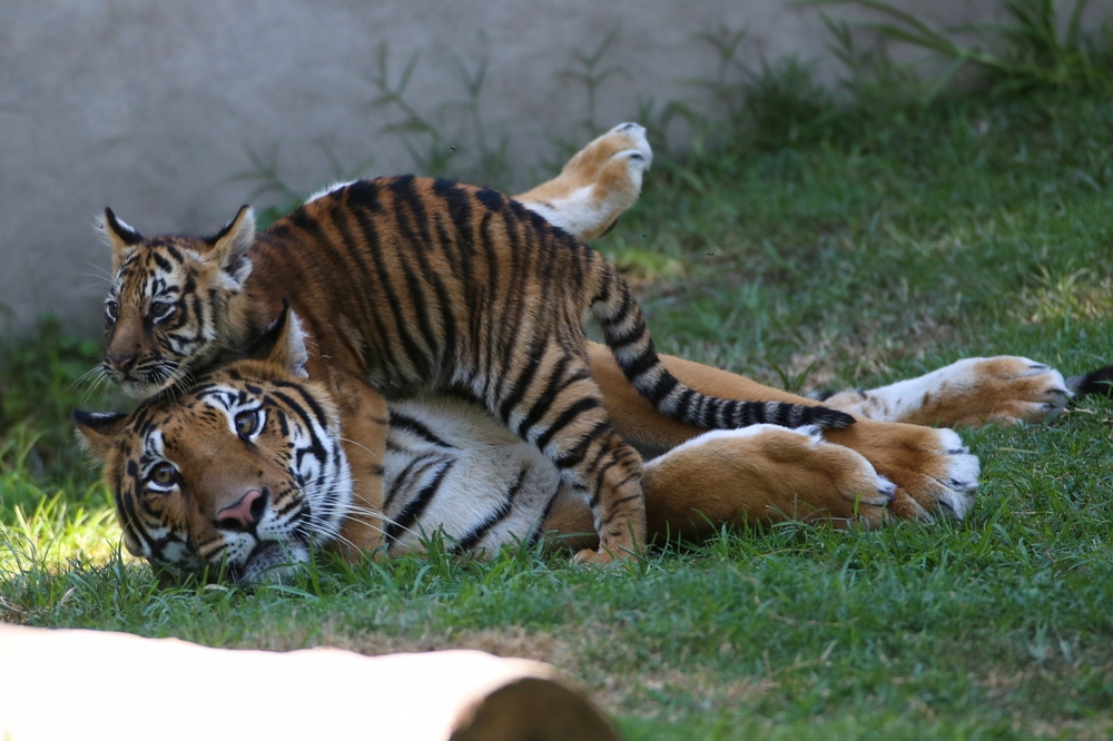 生活在墨西哥動物園的孟加拉虎母子。（湯森路透）