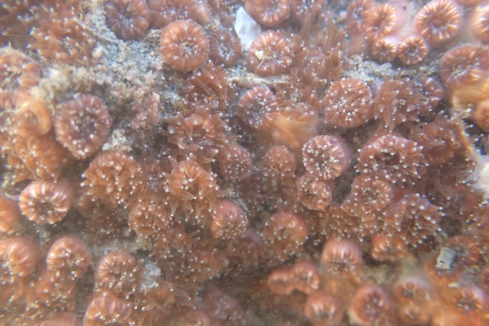 生長於大潭潮間帶的柴山多杯孔珊瑚，僅在每個月1-3天的大退潮(退潮超過-170CM )才會露出水面。（反方辦事處提供）