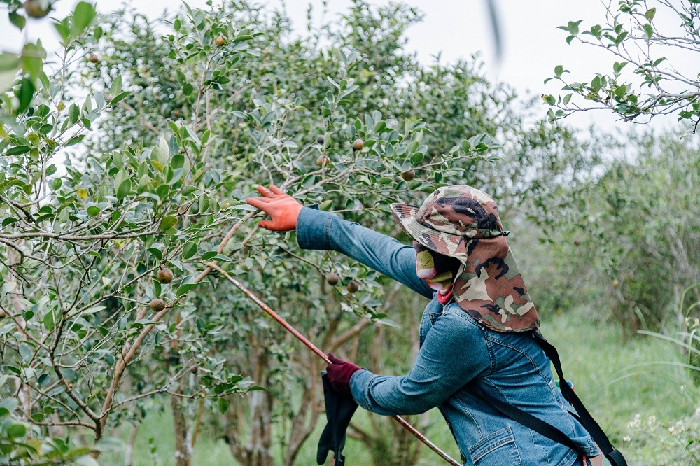 茶籽堂團隊在宜蘭縣南澳鄉與農民契作茶籽樹，不僅改善農民經濟，也增進居民對家鄉的認同感。（信義房屋提供）