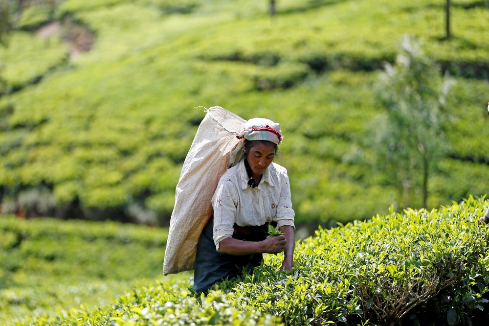 斯里蘭卡農民採集茶葉。（湯森路透）