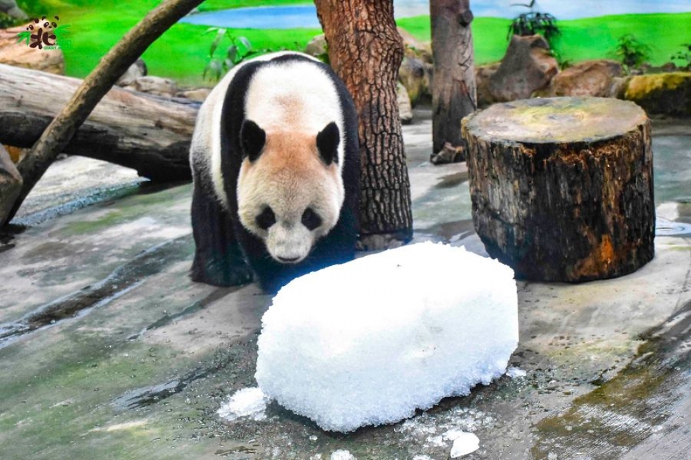 動物園過聖誕，圓方特別幫熊貓準備碎冰，希望能讓牠們能有在雪中滾來滾去的感覺。（台北市立動物園提供）