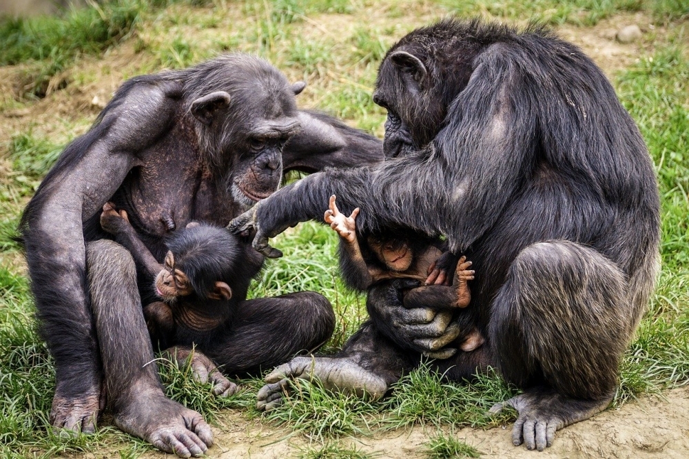 沒有親屬關係的黑猩猩互相幫助是很常見的現象，甚至也經常收養沒有親屬關係的幼仔。（Pixabay）