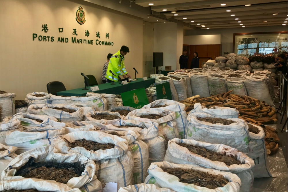 被香港海關查獲大批走私的象牙，香港一直被環保團體視為交易中心之一。（湯森路透）