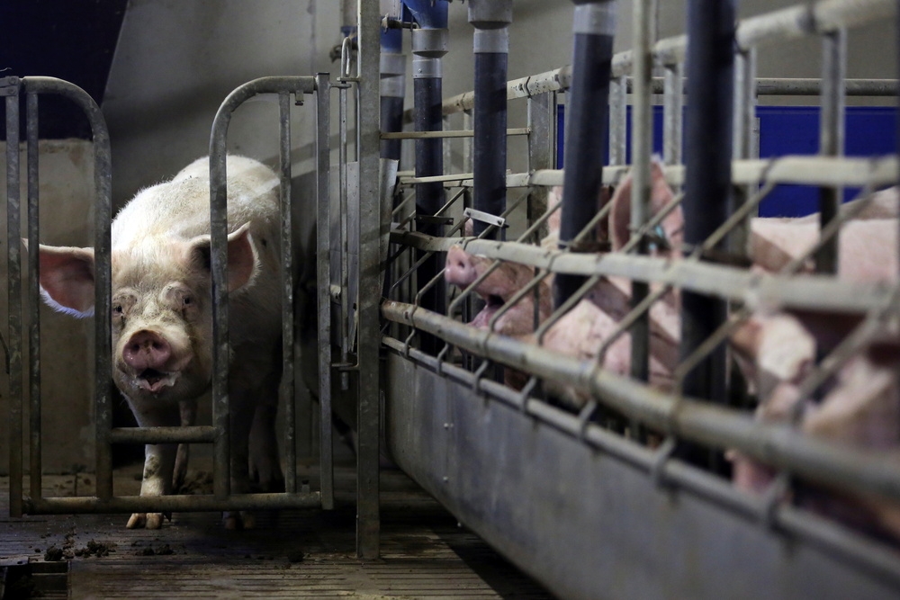 泰國政府正式確認本土首起非洲豬瘟病例。（湯森路透）