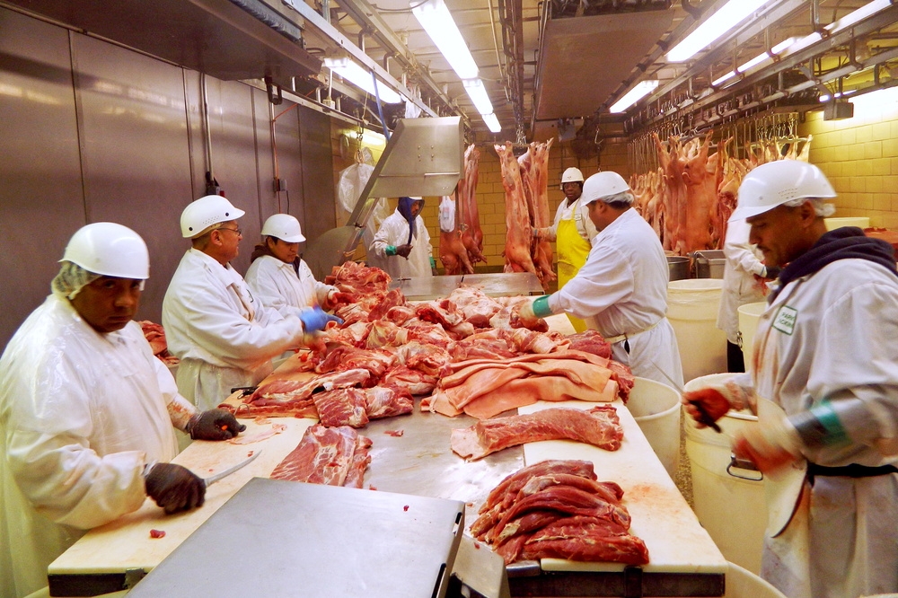 芝加哥肉品工廠正在處理豬肉。（湯森路透）