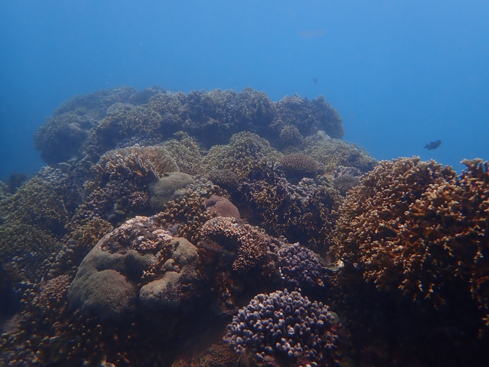 全台周邊及離島31地點62處珊瑚中，有33處穩定；北部卯澳、南部萬里桐及小琉球部分等7處珊瑚覆蓋率低於10%，狀態為失能，需加強維護。（取自海保署官網）