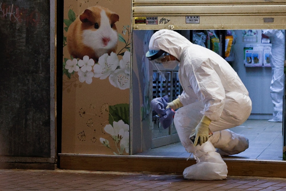 香港銅鑼灣寵物店爆出倉鼠染疫。（湯森路透）