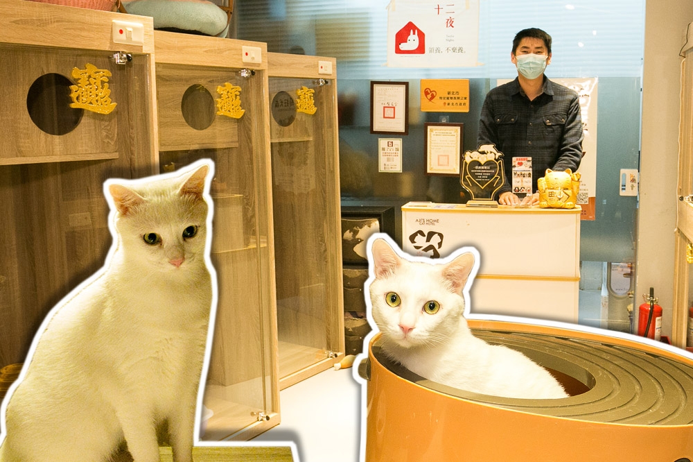 鄭崴澤4年前在新北市新莊經營「阿吉的家捷運出口貓咪旅館」，但疫情延燒，開始轉型成防疫寵物旅館。（合成畫面／王侑聖攝）