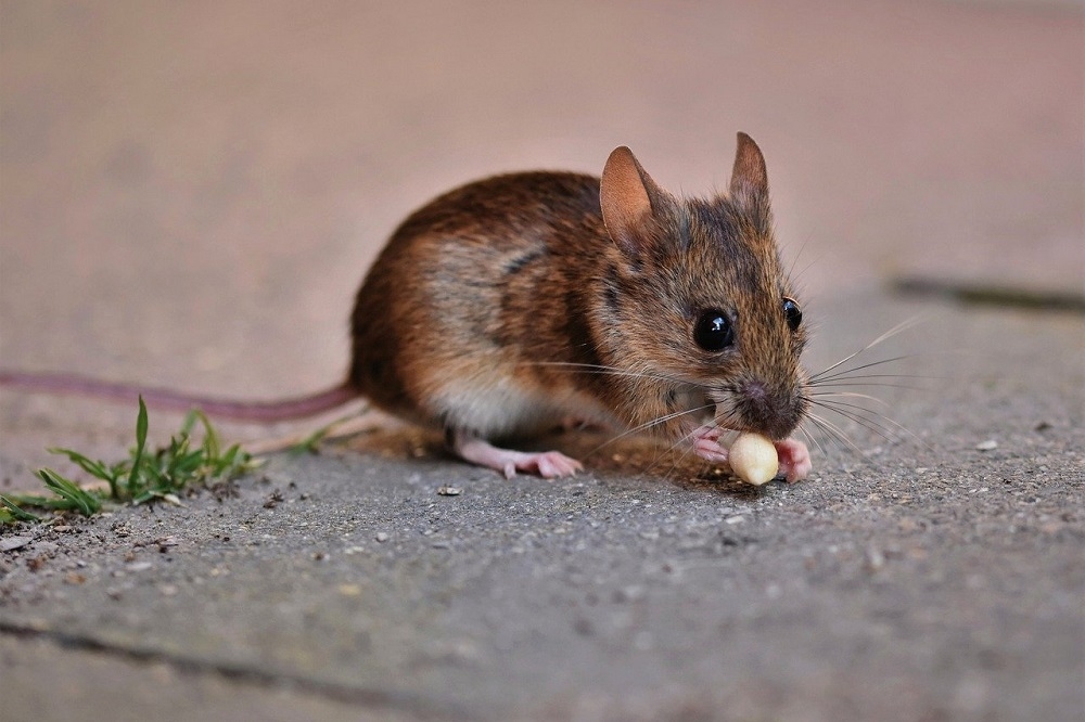 如老鼠等囓齒類動物是拉薩熱主要傳染媒介。（pixabay）
