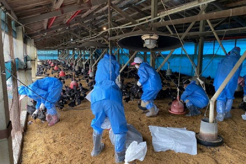 上周3場東勢鄉養雞場發生確診H5N2高病原性禽流感。（雲林縣動植物防疫所提供）