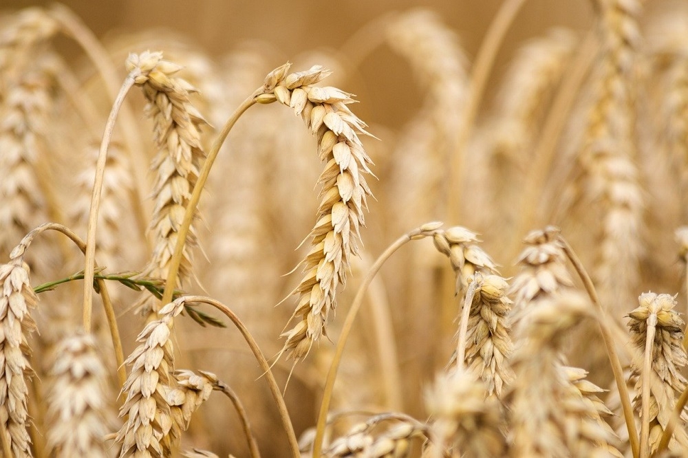俄羅斯擬暫停小麥等穀物出口。（美聯社）