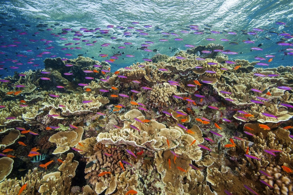 澳洲大堡礁面臨珊瑚白化危機。（美聯社）