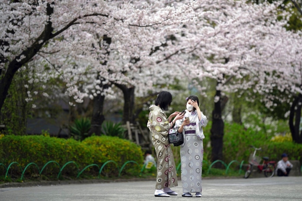 日本迎來2022年櫻花季，東京四處櫻花綻放。（美聯社）