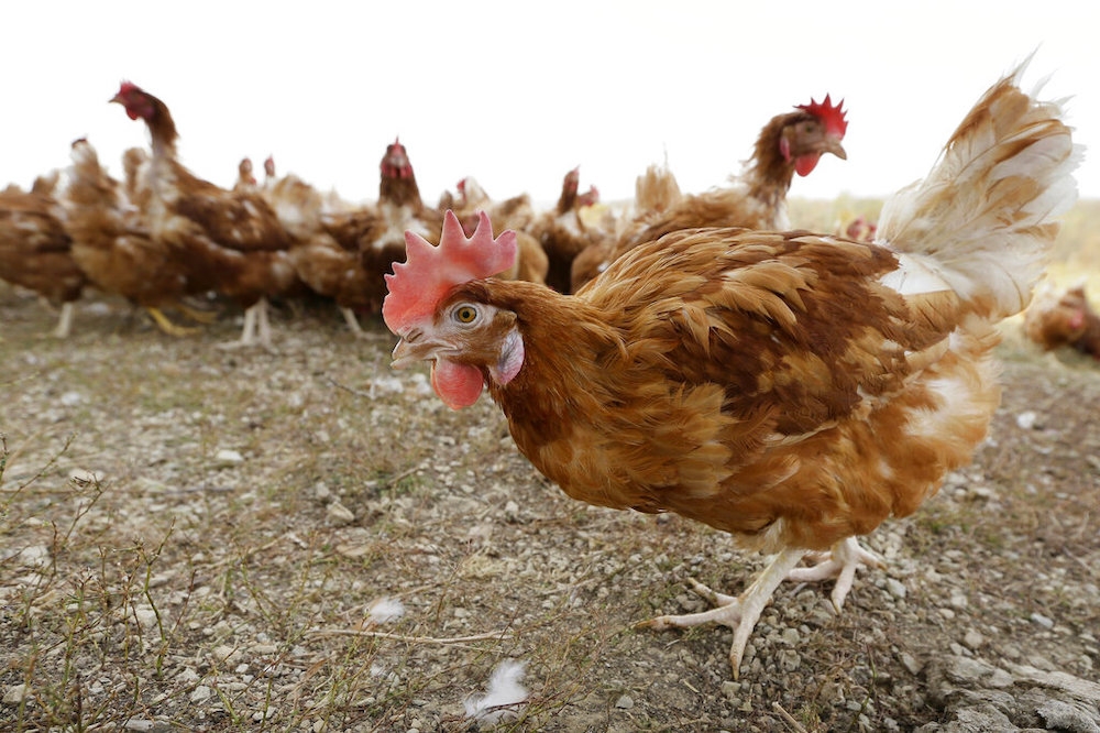 愛荷華州兩處商業養雞場28日再爆發禽流感，示意圖。（美聯社）