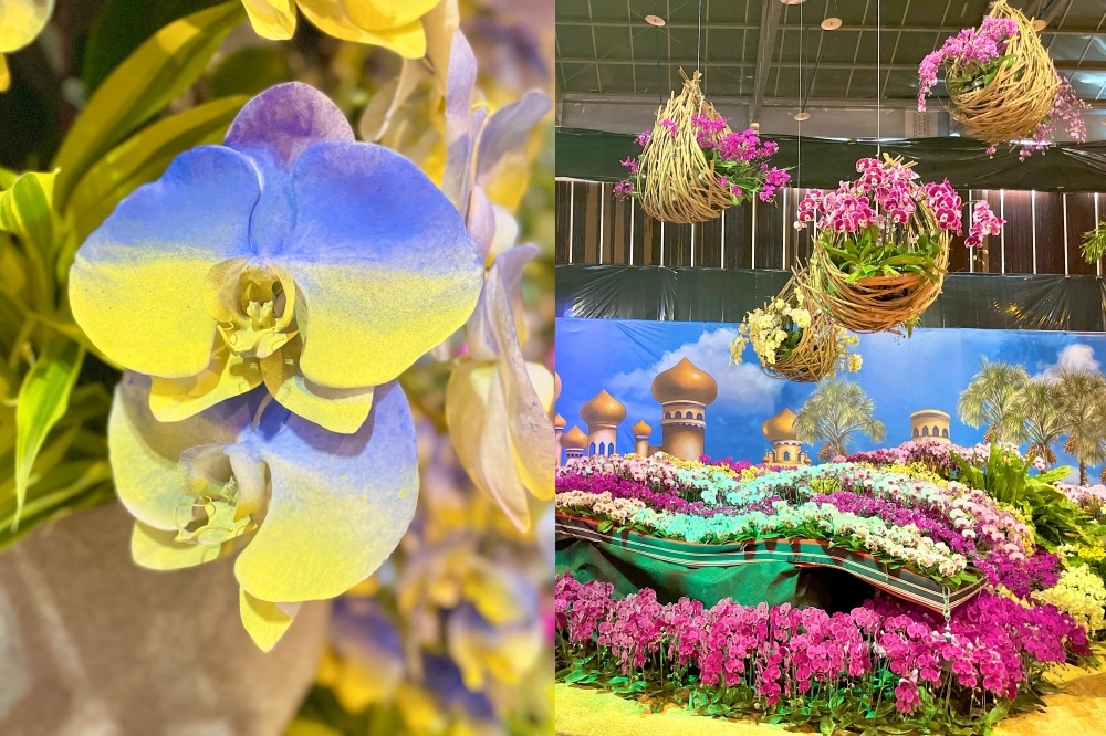 2022台灣國際蘭展帶來「烏克蘭國旗色蘭花」及鮮豔造景（周羿庭攝）