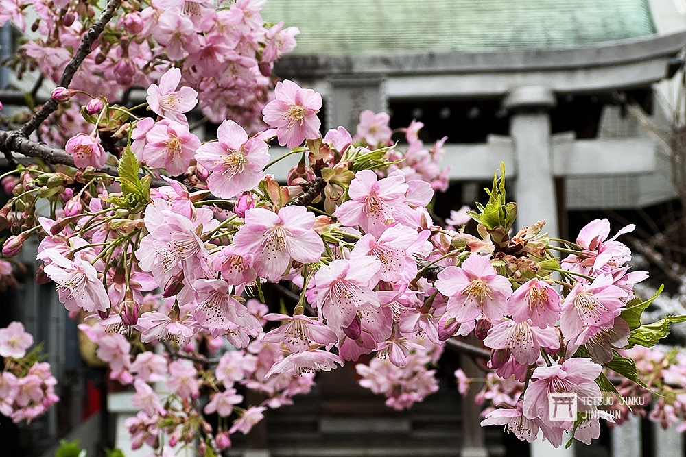 三月初的河津櫻盛開，預告著東京賞櫻季的到來。（陳威臣攝）