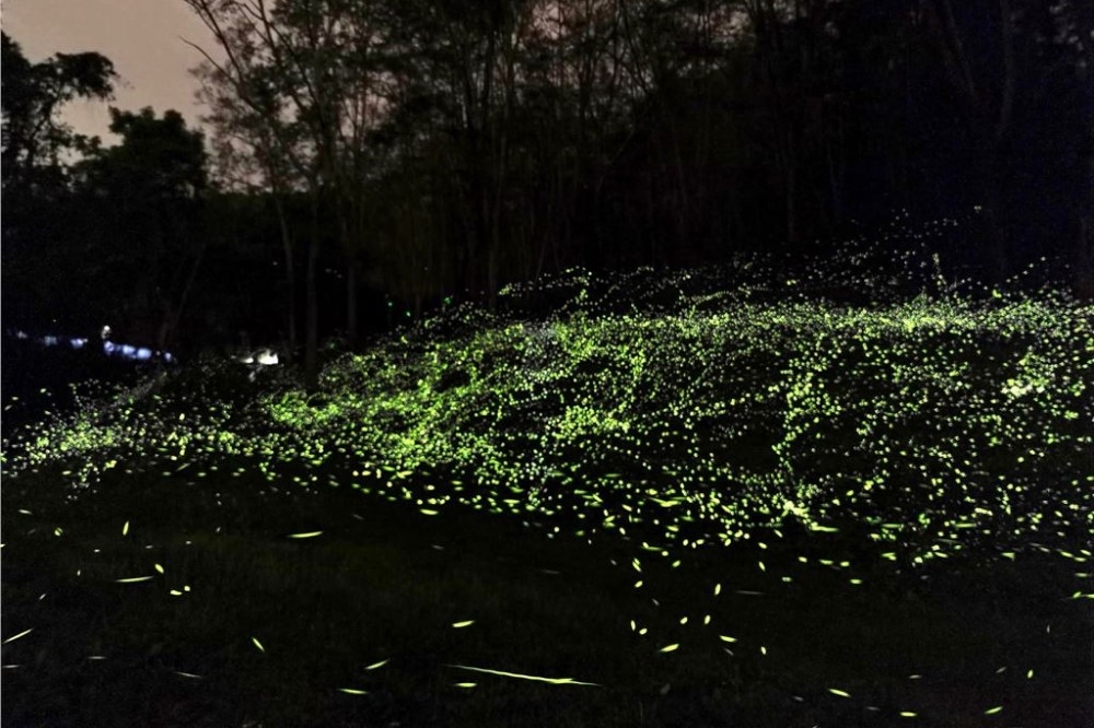 3月27日拍攝的畫面，約有3萬隻螢火蟲。（取自東勢林場遊樂區官網）