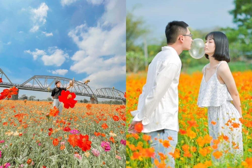 屏東舊鐵橋橘色花海爆紅，吸引旅客打卡拍美照。（Instagram@bj5940_777、yu.hao_photographer 授權）