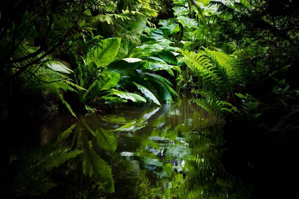 來自叢林的熱帶作物，為全球環境和勞動帶來翻天覆地的改變。（CC0 Public Domain）