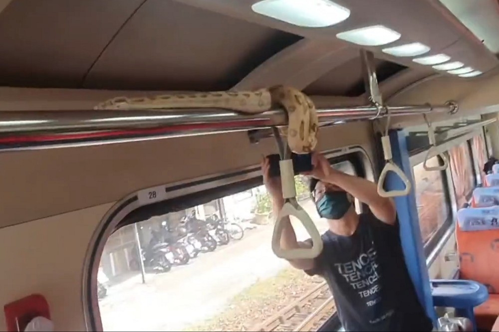 自強號列車驚見1米長蚺蛇亂竄。（讀者提供）