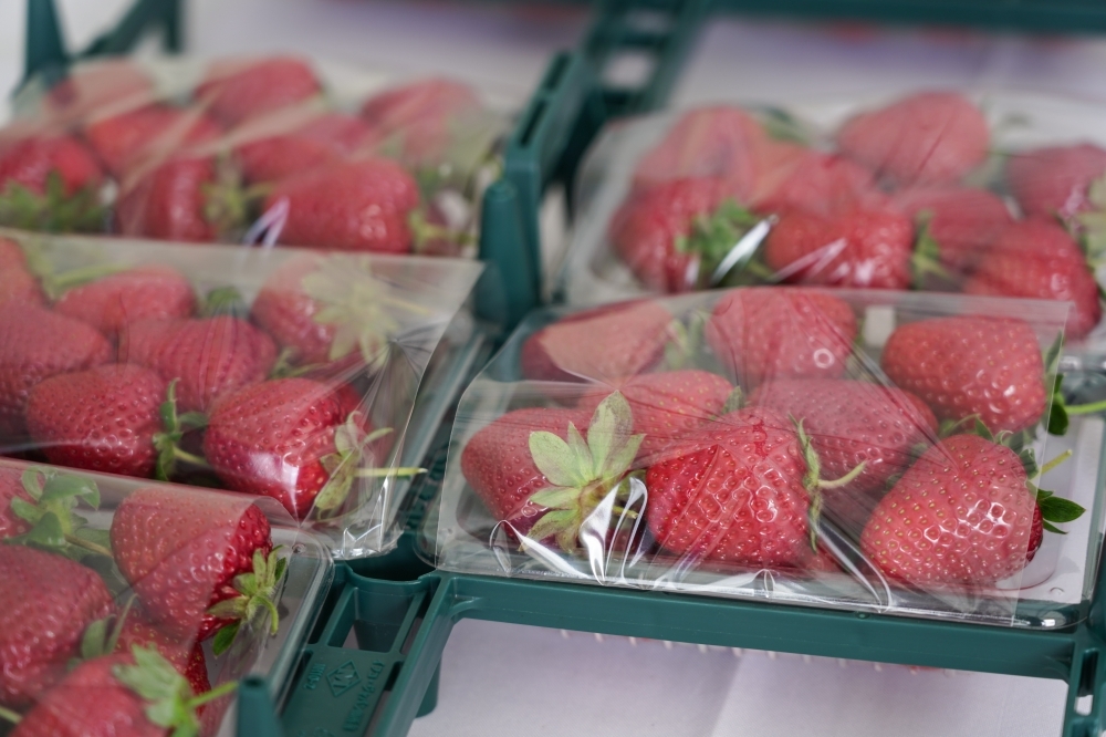 日本進口草莓自2021年起，就多次被驗出農藥殘留超標。圖僅示意，非該批檢驗草莓。（資料照片／張文玠攝）