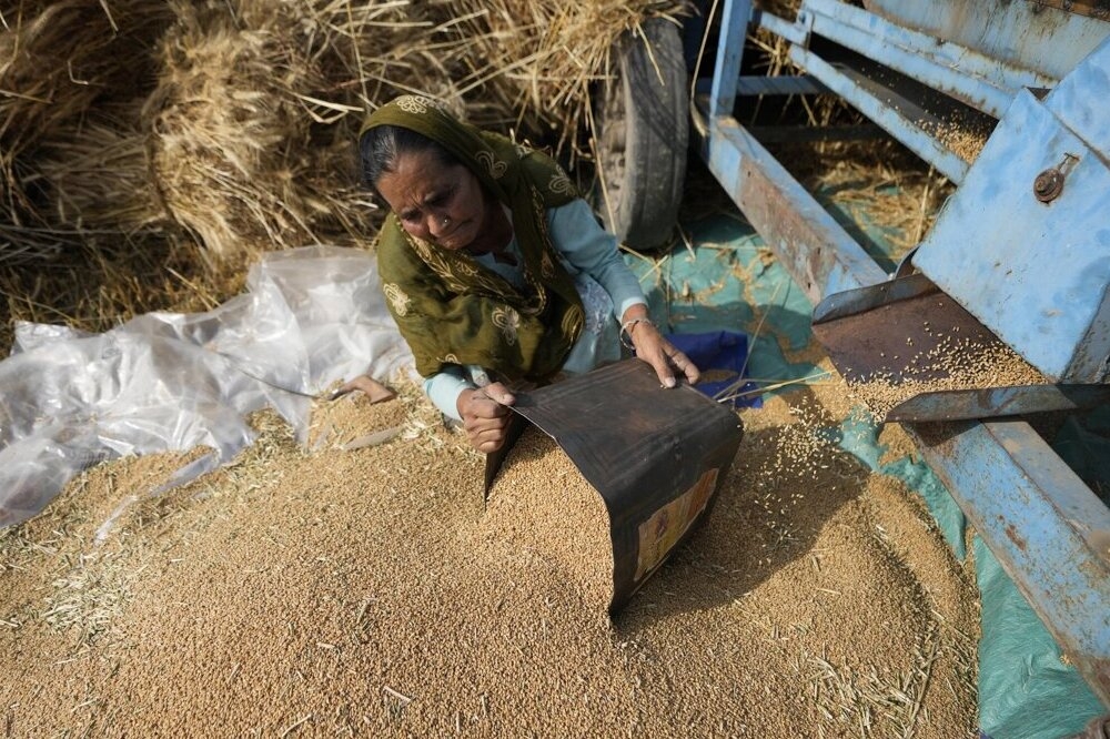 印度妇女正在收割小麦。（美联社）(photo:UpMedia)