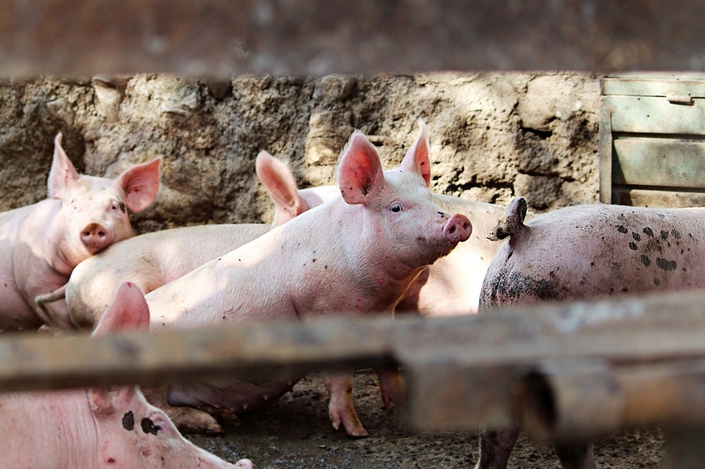 農委會將在七月一日全面禁止家庭廚餘養豬。因此讓以餵食廚餘為主的黑毛豬業者人心惶惶。（圖片取自Pexels）