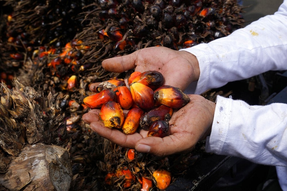 印尼政府4月底禁棕櫚油出口，引發農家抗議說禁令導致他們的收入下滑。（美聯社）