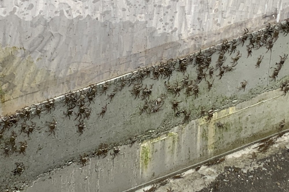 近期有大量毛蟹出現在新店碧潭堰。（新北市水利局提供）