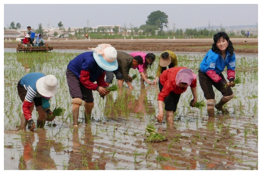 北韓農民在平安南道農田插秧。（資料照片／美聯社）
