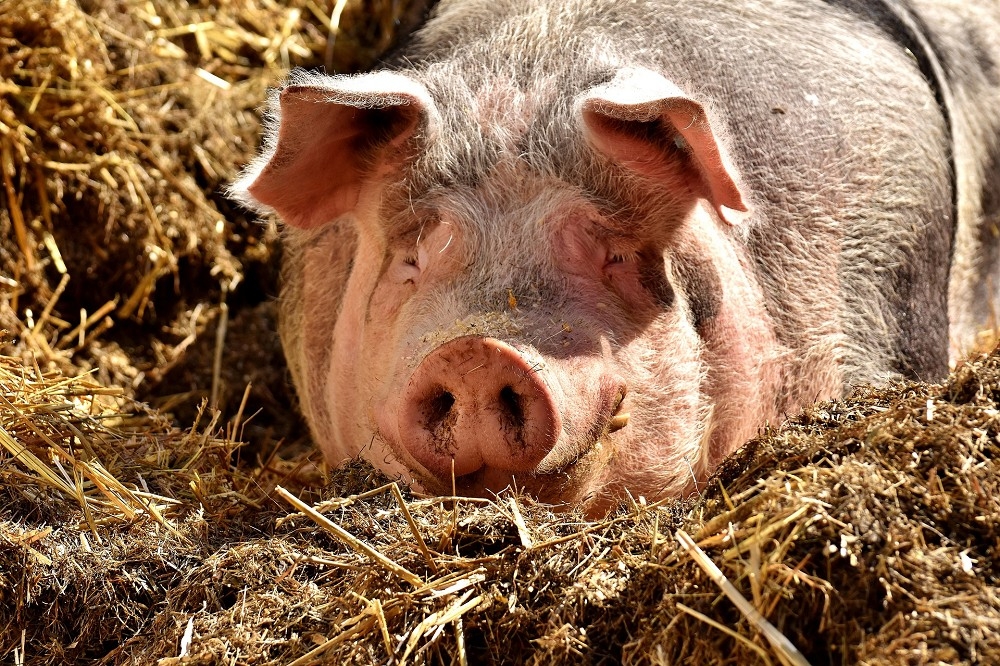 根據關務署統計，截至30日我國關務署今年共查獲226件走私豬肉製品，其中有28件帶有非洲豬瘟病毒。圖為示意圖。（取自Pixabay）