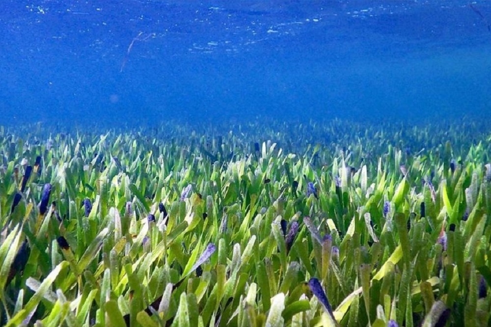 澳洲一種原生海草經證實是世界上最大型植物。（取自研究人員RACHEL AUSTIN推特）
