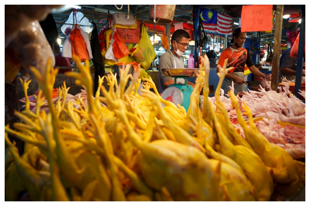 馬來西亞禁止雞肉出口新加坡海南雞飯業者大嘆無肉可賣–上報 – 上報