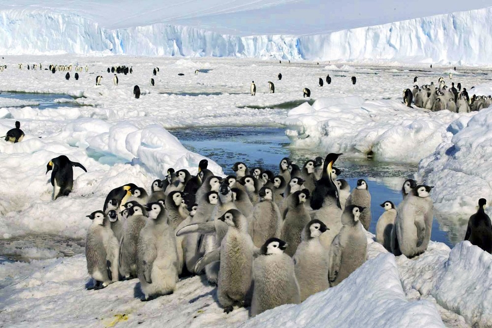 氣候變遷威脅南極皇帝企鵝的生存。（美聯社）