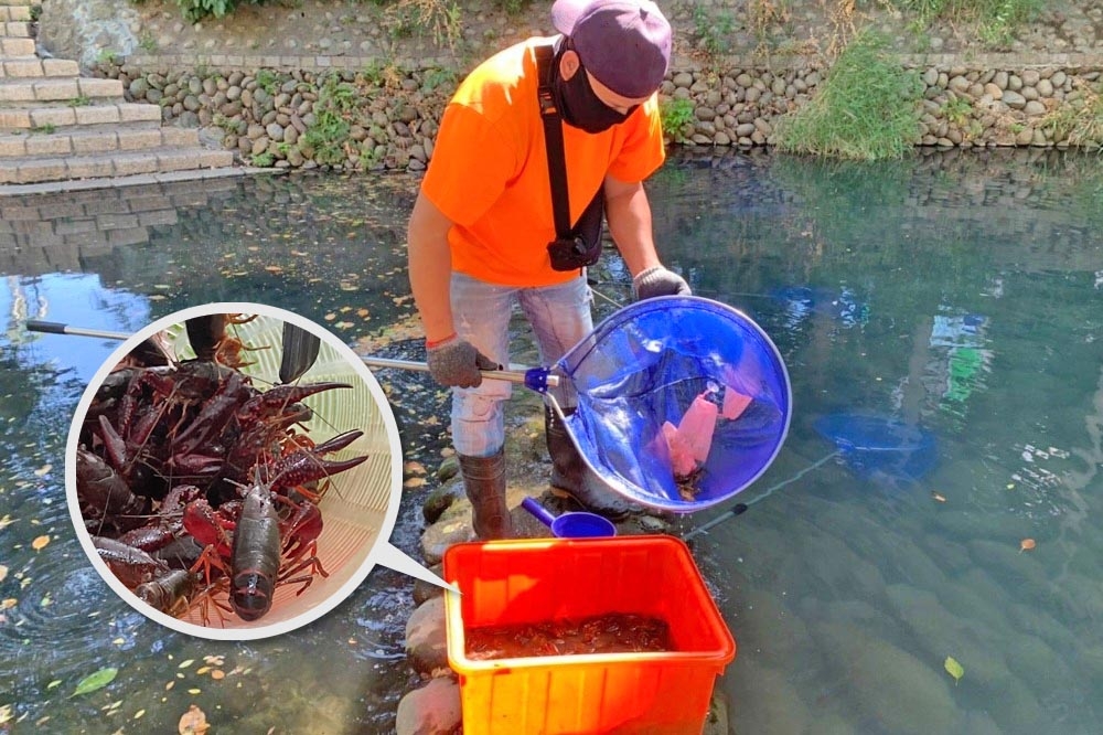 外來種的美國螯蝦近期大量出現在新竹護城河，市府城銷處啟動誘捕計畫維護生態。（新竹市東區區公所提供）