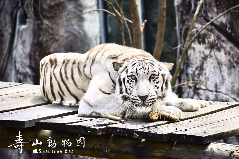 「壽山動物園」的知名動物為由中國廣州香江動物園贈送的一對白老虎 （取自壽山動物園官方網站）
