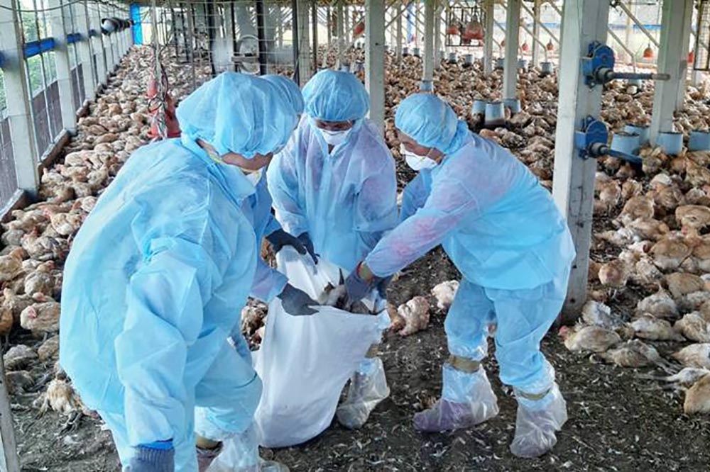 彰化縣大城鄉爆禽流感，防疫人員到場採驗送樣。（彰化縣政府提供）