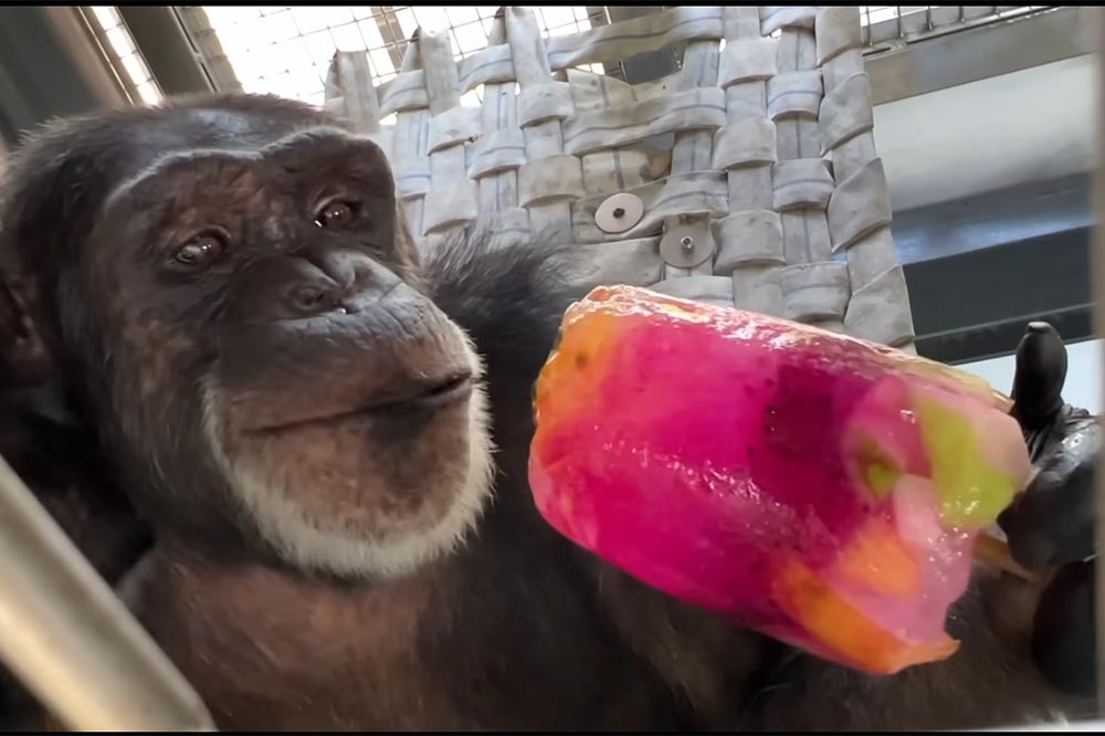 為替動物們消暑，壽山動物園製作水果冰棒供動物享用。（取自壽山動物園臉書）